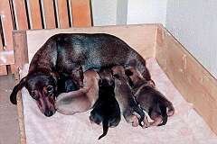 Rheindahlen, Germany - A dachshund with her puppies.
