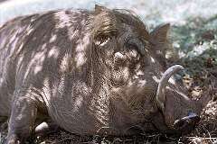Mlilwane Game Reserve, Eswatini - Lady Jane, a wild pig.