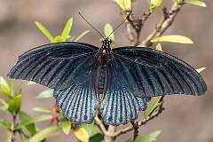 Gianyar, Bali, Indonesia - A Papilio Polytes, common Mormon, in Kemenuh Butterfly Park.