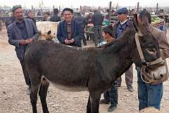 Kashgar, Xinjiang-Uyghur, China - Selling a donkey at the Livestock Market.