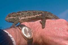 Mbabane, Eswatini - A local chameleon.