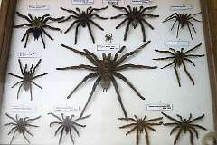 Cacao, French Guiana - Museum exhibition of local jungle spiders.