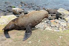 Otago Peninsula, South Island, New Zealand - A Southern Fur Seal on Pilots Beach.