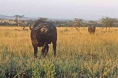 Masai Mara National Reserve, Kenya - African (Cape) buffalo.