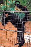 Georgetown, Guyana - A Black Spider Monkey in the Zoo.