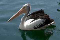 Lake Barrine, Queensland, Australia - A pelican, Crater Lakes National Park.