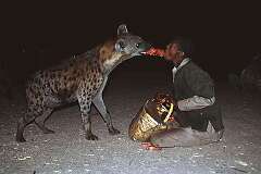 Harar, Ethiopia - Feeding a hyena, as a stunt.