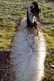Borden, Western Australia - An emu behind a fence.