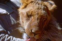 Gondar, Ethiopia - A lion, belonging to Emperor Haile Selassie II.