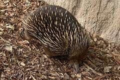 Healesville, Victoria, Australia - A echidna, an egg-laying monotreme.