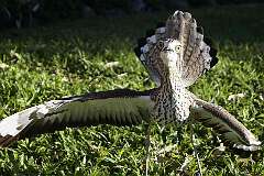 Cairns, Queensland, Australia - A Bush stone-curlew defending her eggs.