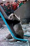 Beijing, China - A Giant panda in Beijing Zoo.