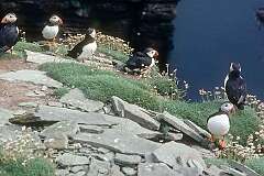 Noss Island, Shetland Islands, Scotland - A colony of Puffins.
