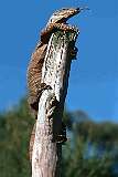 Healesville, Victoria, Australia - A Goanna, iguana or monitor lizard.