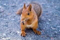 Bishkek, Kyrgyzstan - A chipmunk in Ala Archa National Park in the Tian Shan mountains.