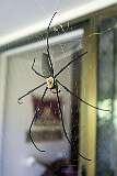 Cairns, Queensland, Australia - A Golden Silk Orb Weaver spider.