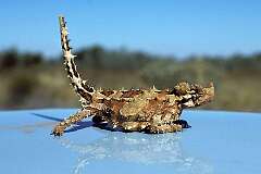 Northern Territory, Australia - A Thorny Devil, a small harmless lizard.