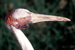 Northern Territory, Australia - A brolga, a water bird in the NT Wildlife park, south of Darwin.