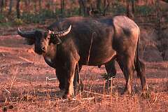 Top End, Northern Territory, Australia - A wild water buffalo, introduced by early settlers.