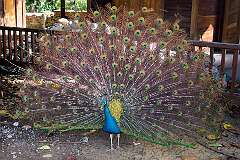 Île Royale, French Guiana - A Indian peacock displaying his tail feathers.