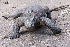 Rinca, Nusa Tenggara Timur, Indonesia - A Komodo Dragon, the largest species of lizard, in Loh Buaya Komodo National Park.