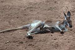 Alice Springs, Northern Territory, Australia - A Red Kangaroo with her young in her pouch.