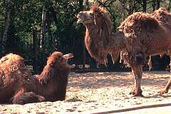 Rotterdam, Netherlands - Bactrian camels from Central Asia in Diergaarde Blijdorp zoo.