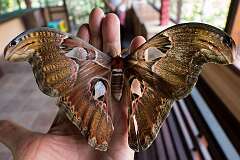 Gianyar, Bali, Indonesia - A giant moth in Kemenuh Butterfly Park.