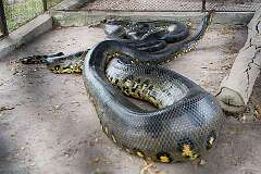 Georgetown, Guyana - A Common or Green Anaconda, the largest species found in the Guianas.