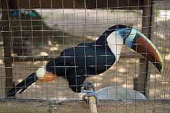 Bigiston, Suriname - A Toucan in a cage on the west bank of the Marowijne (Maroni) River.
