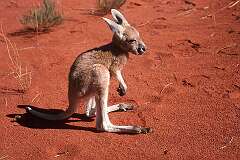Papunya-Mt. Liebig, Northern Territory, Australia - A red kangaroo joey, central Australia.