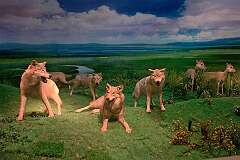 Hohhot, Inner Mongolia, China - A display of wolves in the Inner Mongolia Museum.