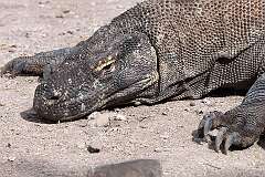Loh Liang, Komodo, Indonesia - A Komodo Dragon, the largest species of lizard.