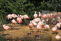 Amsterdam, Netherlands - Flamingoes in Artis zoo.