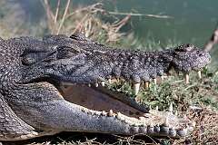 Darwin, Northern Territory, Australia - An Estuarine or Saltwater Crocodile on a crocodile farm.