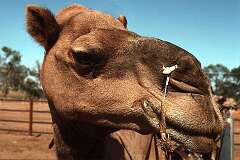Alice Springs, Northern Territory, Australia - A camel with a nose-peg at a Camel Farm.