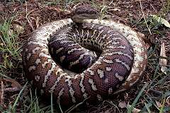 Ntaria, Northern Territory, Australia - The Carpet Python, a harmless non-poisonous snake.