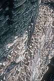 Noss island, Shetland Islands, Scotland - Gannets on “The Noup”, a steep cliff.