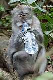 Sangeh, Bali, Indonesia - A grey macaque having a drink in the Sangeh Monkey Forest.