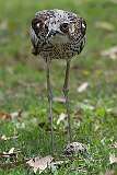 Cairns, Queensland, Australia - A Bush stone-curlew guarding her egg.