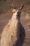 San Juan, Bolivia - A tagged llama in de Andes.