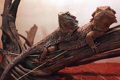 Alice Springs, Northern Territory, Australia - Bearded Dragons, native lizards from Central Australia.