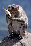 Kodaikanal, Tamil Nadu, India - A macaque with a corn cob.