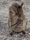 Mareeba, Queensland, Australia - A Rock wallaby mother with her joey at Granite Gorge National Park.