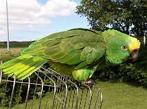 Hee, Friesland, Netherlands - A parrot on top of his cage, on the island of Terschelling.