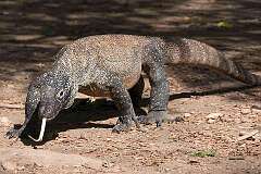 Loh Liang, Komodo, Indonesia - A Komodo Dragon, the largest species of lizard.