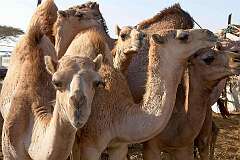 Al Ain, Abu Dhabi, United Arab Emirates - At the camel market.