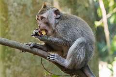 Sangeh, Bali, Indonesia - A young grey macaque in the Sangeh Monkey Forest.