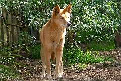Healesville, Victoria, Australia - A dingo (native wild dog) in Healesville sanctuary.