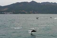Kaikoura, South Island, New Zealand - Dolphins jumping in Gooch Bay.
